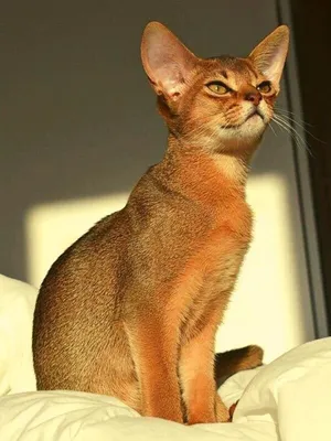 Черезвычайно ушастый кот | Пикабу