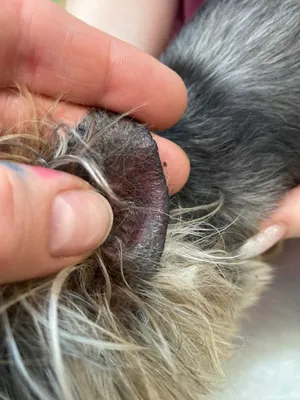 Конъюнктивит у собак, как лечить ушной грибок у мопса? - YouTube