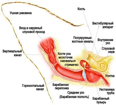 Cliny Лосьон для собак и кошек ушной Cliny 50 мл