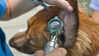 Грибок у собак: как выглядит, чем лечить грибковые заболевания кожи