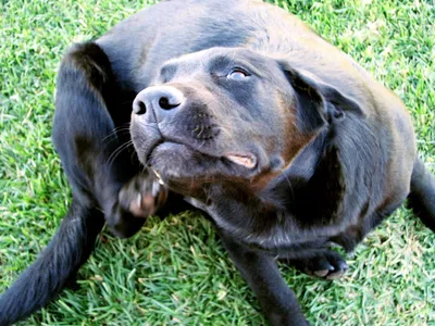 Ушной клещ у собак: симптомы, лечение и профилактика | HOME FOOD