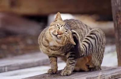 Чем опасен ушной клещ у кошек