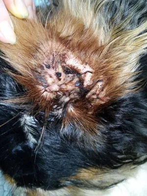 Ветеринарная клиника ГУФФИ Ижевск - Отодектоз у кошек. Отодектоз у кошки –  это заболевание, которое вызывают ушные клещи. Они паразитируют у животных  в ушной раковине и наружном слуховом проходе. Питомец легко заражается