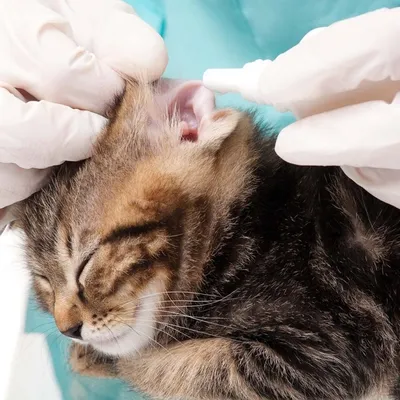 Диагностика и лечение отодектоза (ушного клеща) | Ветеринарная клиника  доктора Шубина