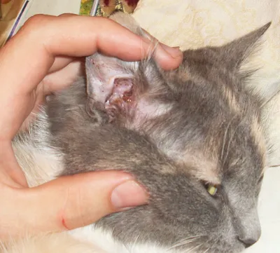 Способы лечения ушного клеща у кошек