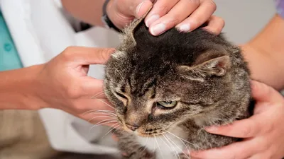 Клещи у кошек: симптомы, лечение и профилактика в домашних условиях |  Домашние животные - самое важное | Дзен