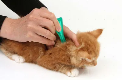 Грибковые заболевания и клещи у кошек