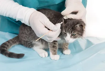 Ушной клещ у кошек | Симптомы и лечение