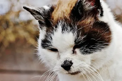 Чем опасен ушной клещ у кошек