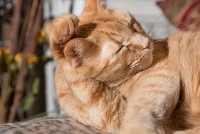 Как вылечить ушные клещи у кошки | Hill's: наука о питомцах | Дзен