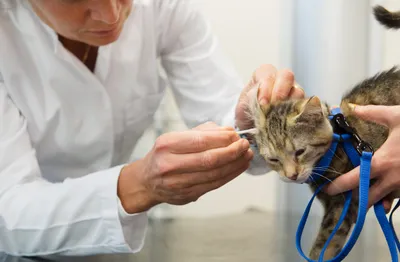 Что нужно знать об ушных клещах у кошек и опасны ли они для человека |  Питомцы | Дзен