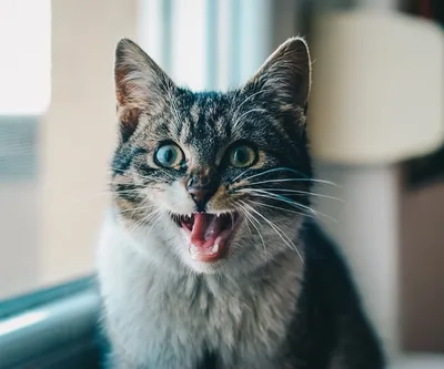 Ушной клещ у кошек: симптомы и лечение отодектоза | Блог зоомагазина  Zootovary.com