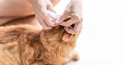 Ушной клещ у кошек: лечение и профилактика клещей в ушах