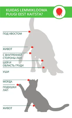 Ушной клещ у кошек: симптомы, лечение, профилактика - SUPERPET