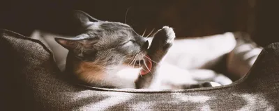 Ушной клещ у кошки: как вытащить в домашних условиях, какие симптомы, чем  лечить после укуса