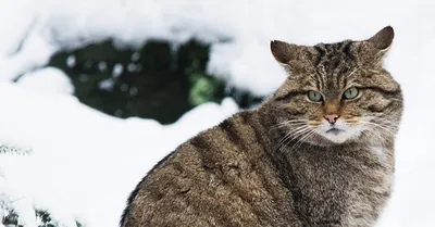 Уссури - гибридная порода от Амурского леопардового кота | Советы Умного  Кота | Дзен
