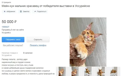 Все дикие кошки России. А вы знаете всех?
