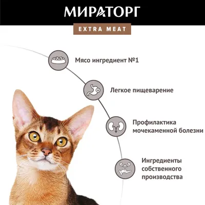 Кастрировать ли кота - доводы за и против кастрации, вред и польза от  процедуры