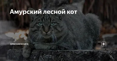 Пропала кошка на Ленинградской, Уссурийск, Россия | Pet911.ru