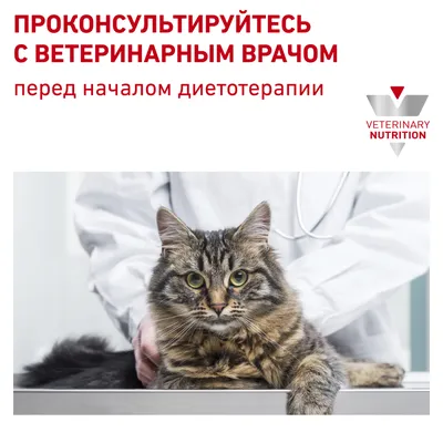 Feline Family | Kyiv