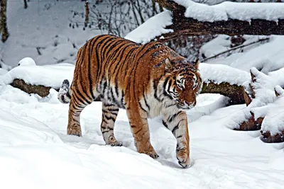 Уссурийский тигр фото 