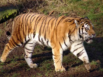 Амурский тигр (уссурийский, сибирский дальневосточный): красная книга