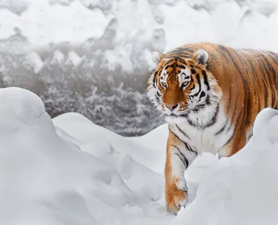 Тигр амурский (уссурийский, дальневосточный) — Panthera tigris altaica