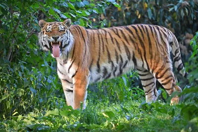 Амурский (Уссурийский) тигр — Фото №333820