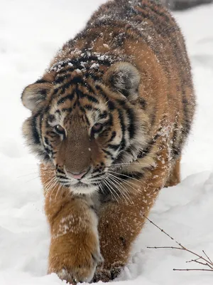 Молодой уссурийский тигр смотрит в камеру Stock Photo | Adobe Stock