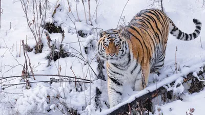 Уссурийский тигр фото фотографии