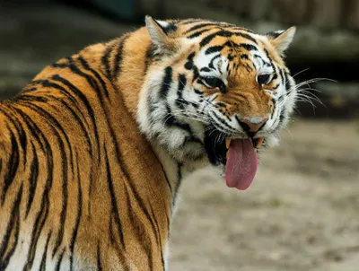 Уссурийский тигр | это... Что такое Уссурийский тигр?