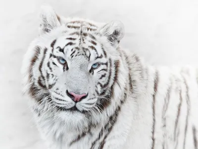 Уссурийский тигр в тайге …» — создано в Шедевруме