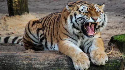 Редкий кадр на фотоловушку \"сделал\" амурский тигр | Туристический портал  Приморского края
