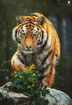 Уссурийский тигр белый - 67 фото