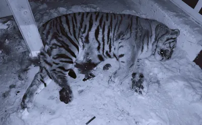 В российском регионе амурский тигр напал на сторожа пасеки: Происшествия:  Россия: Lenta.ru