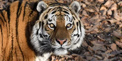 Уссурийский тигр: император русской тайги