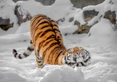 Фото Уссурийский тигр стоит у камня