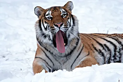 Амурского тигра сбили насмерть в Хабаровском крае — РБК