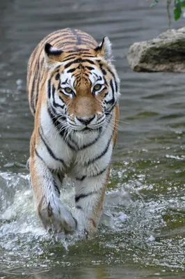 В Приморье амурский тигр напал на местную жительницу - Росбалт