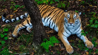 7 фактов об амурском тигре — 北京俄罗斯文化中心