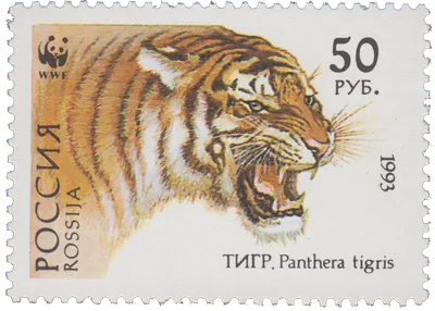 Уссурийский тигр белый - 67 фото