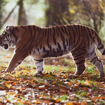 Уссурийский тигр с тигрицей в …» — создано в Шедевруме