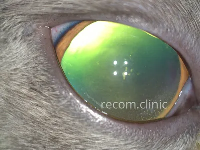 У собаки красные глаза - Причины и лечение | ZooVision Спб