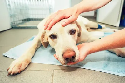 Язва роговицы у собак: лечение, фото