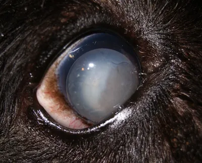 Катаракта у собак - лечение - ветеринарная офтальмология Реком