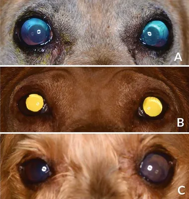 У собаки мутные глаза: почему и что делать если помутнели зрачки
