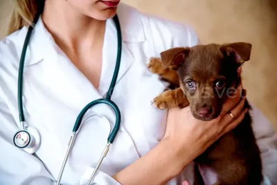 Заболевания глаз у собак: какие бывают, их причины и лечение | Домашние  животные. Ветеринария | Дзен