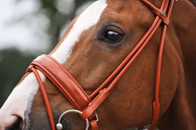 Выбираем уздечку для лошади: виды, строение и основные отличия - HorseUA