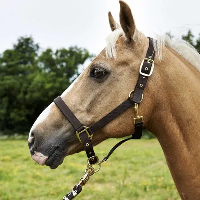 Презентационная уздечка для арабской лошади с металлическими украшениями -  Horse Shop - Верховая езда