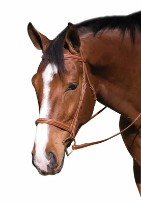 Узелковая уздечка с капсюлем на подкладке с прядью - Portalhipico.com Лошади  и верховая езда